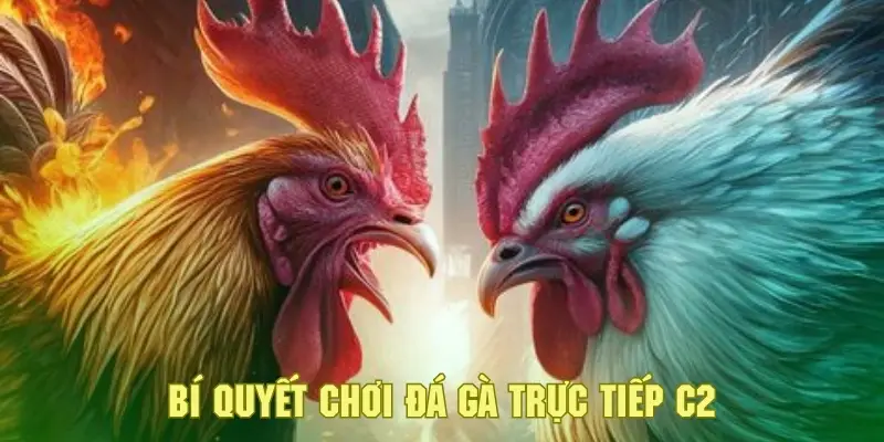 Đá Gà Trực Tiếp C2 - Khám Phá Sân Chơi Cá Cược Đặc Sắc 8 Tham khảo các bí quyết đưa ra dự đoán chính xác từ các cao thủ