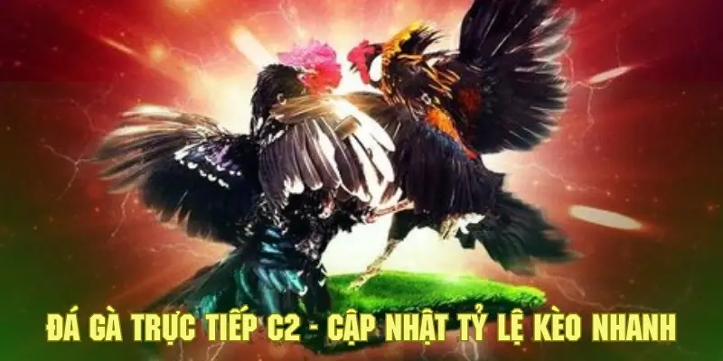 Đá Gà Trực Tiếp C2 - Khám Phá Sân Chơi Cá Cược Đặc Sắc 7 Hội viên sẽ được cập nhật các tỷ lệ kèo tham gia đá gà chính xác