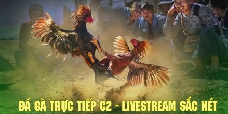 Đá Gà Trực Tiếp C2 - Khám Phá Sân Chơi Cá Cược Đặc Sắc 6 Tham gia cá cược hấp dẫn và theo dõi diễn biến với hình ảnh sắc nét