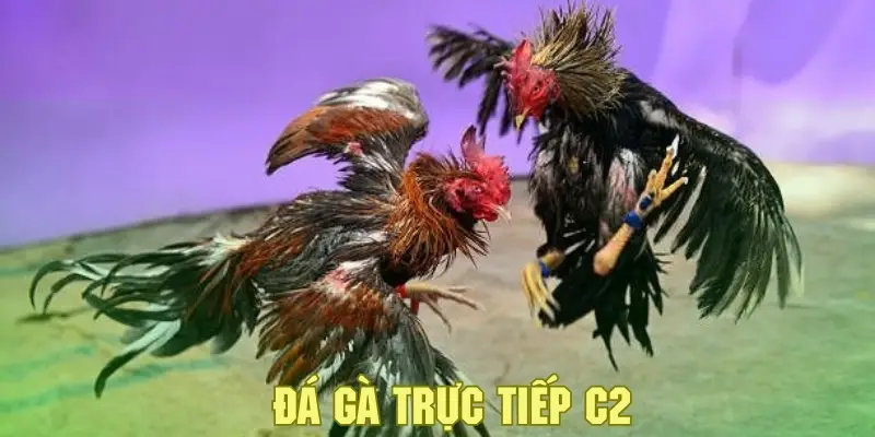 Đá Gà Trực Tiếp C2 - Khám Phá Sân Chơi Cá Cược Đặc Sắc 5 Giới thiệu về hình thức đá gà trực tiếp C2 tại thương hiệu nổi bật QQ88