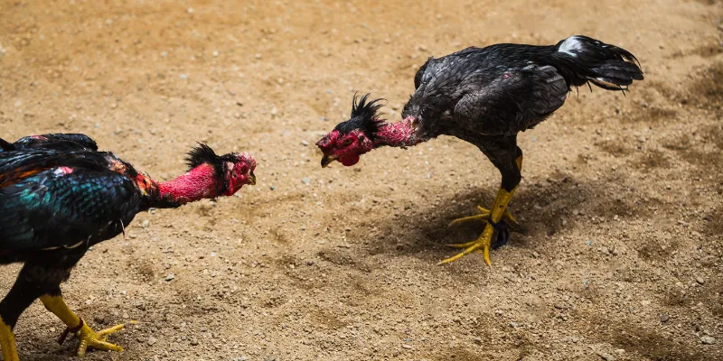 Trực Tiếp Đá Gà C3 - Đấu Trường Kịch Tính Bậc Nhất Tại QQ88 1 Trực tiếp đá gà qq88